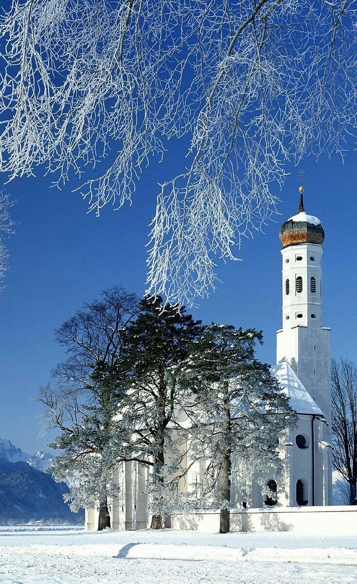 Осина Эстетика