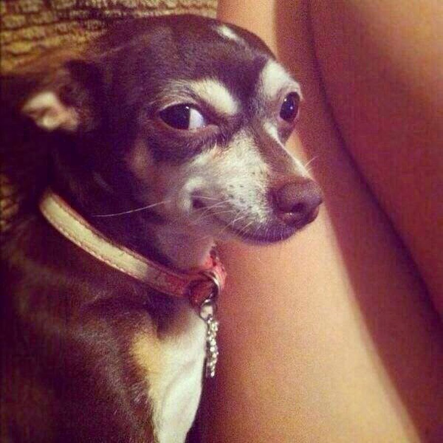 Смешной взгляд собаки