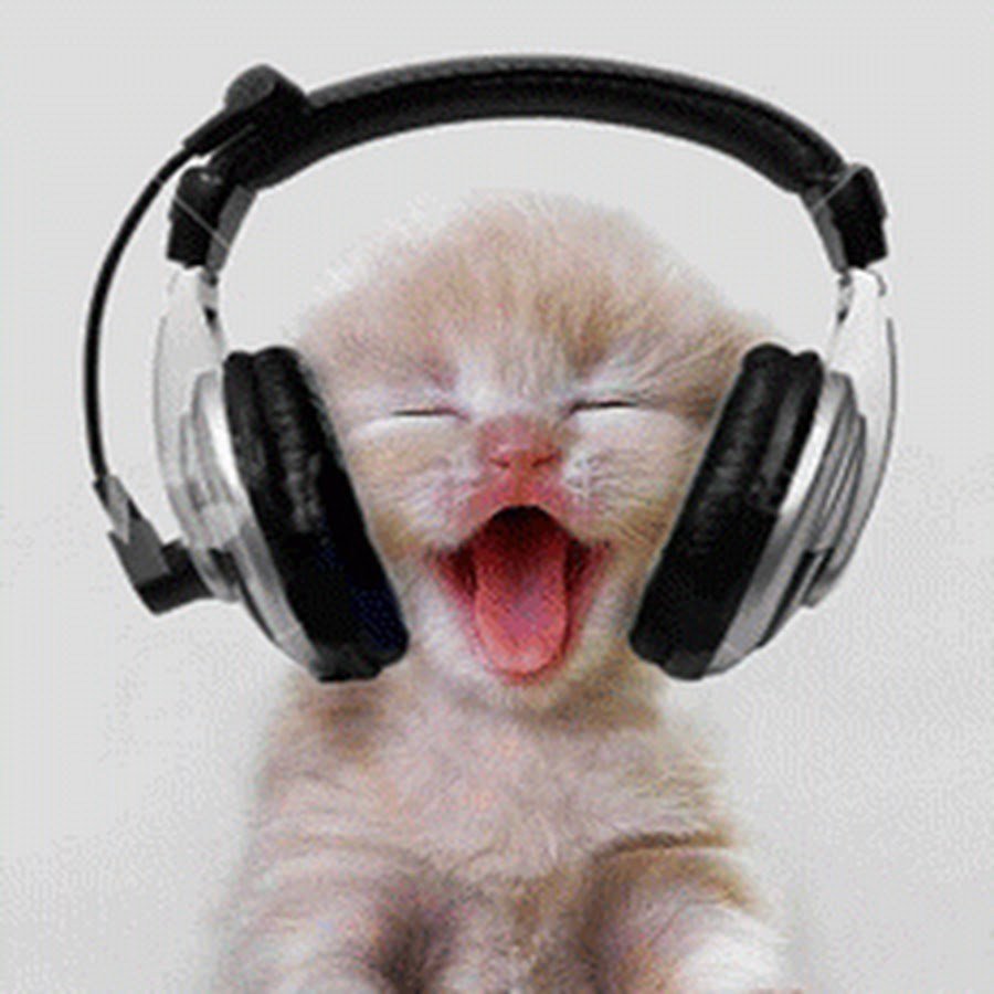 Котик за компьютером