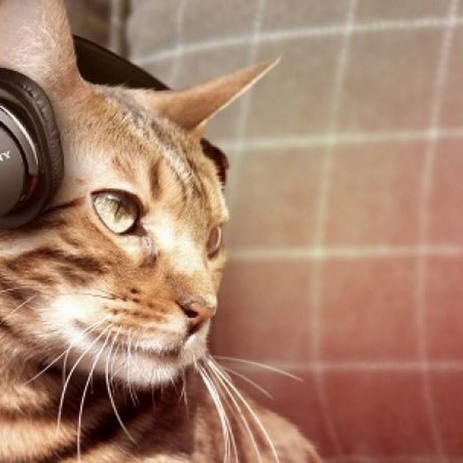 Кот в наушниках