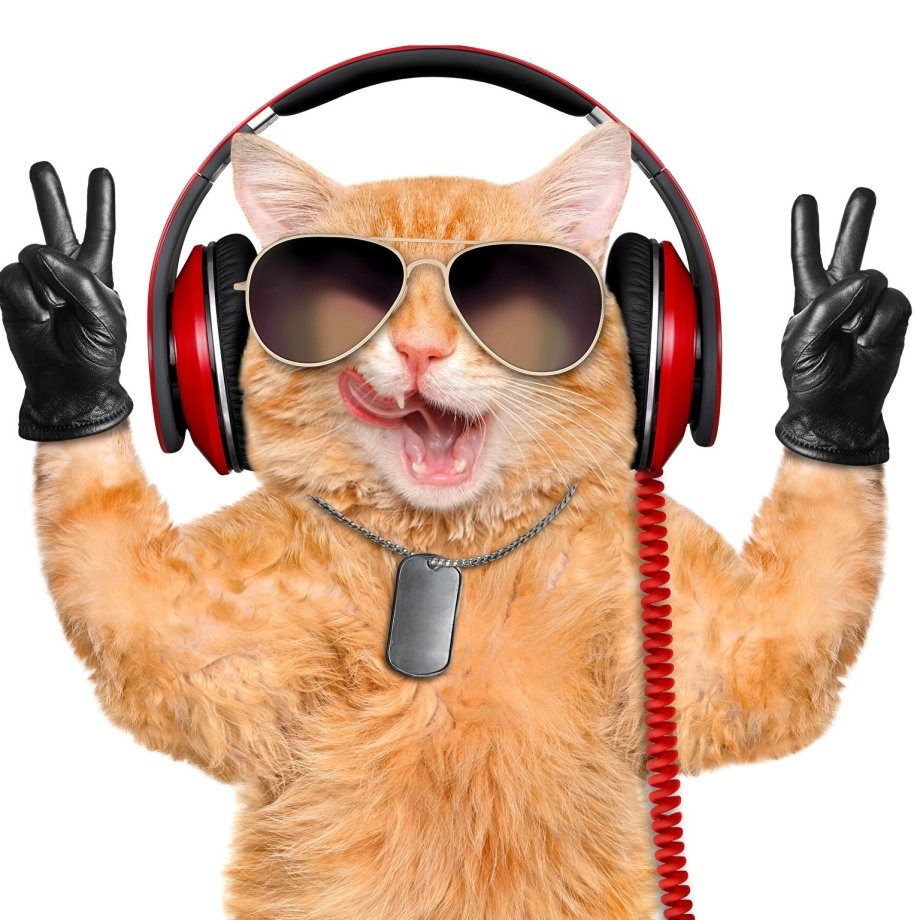 Рыжий кот в очках