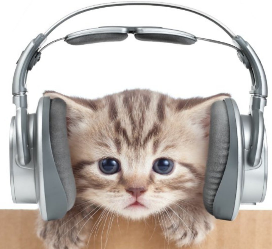 Кот в очках и наушниках