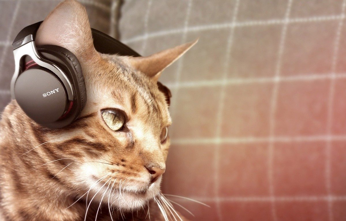 Крутой хомяк