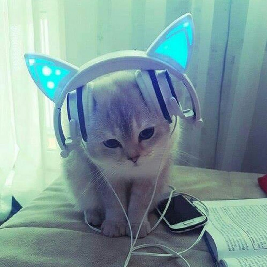 Котик с телефоном