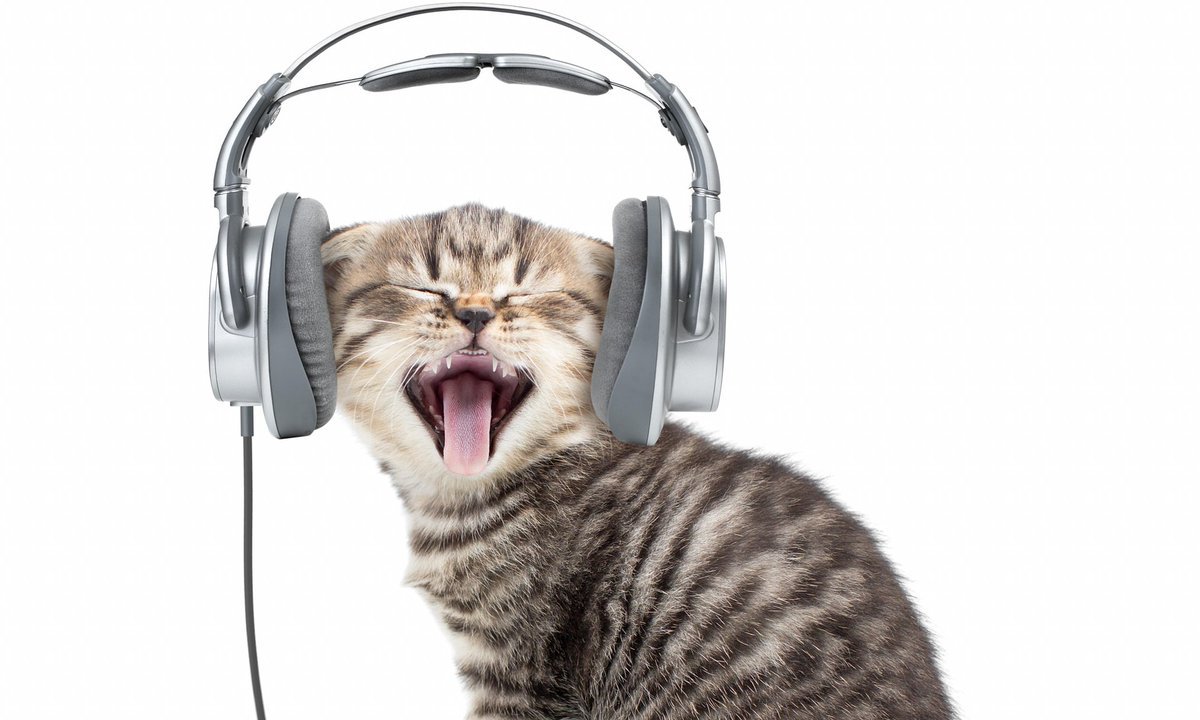 Коты с наушниками