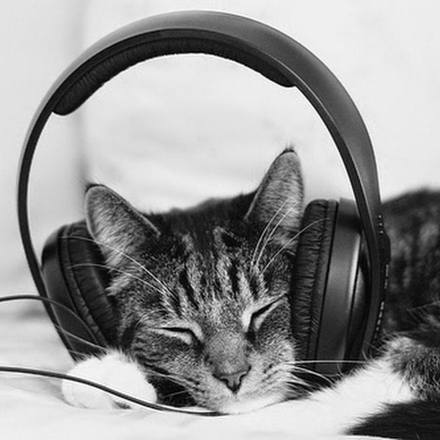 Маленький котик в наушниках