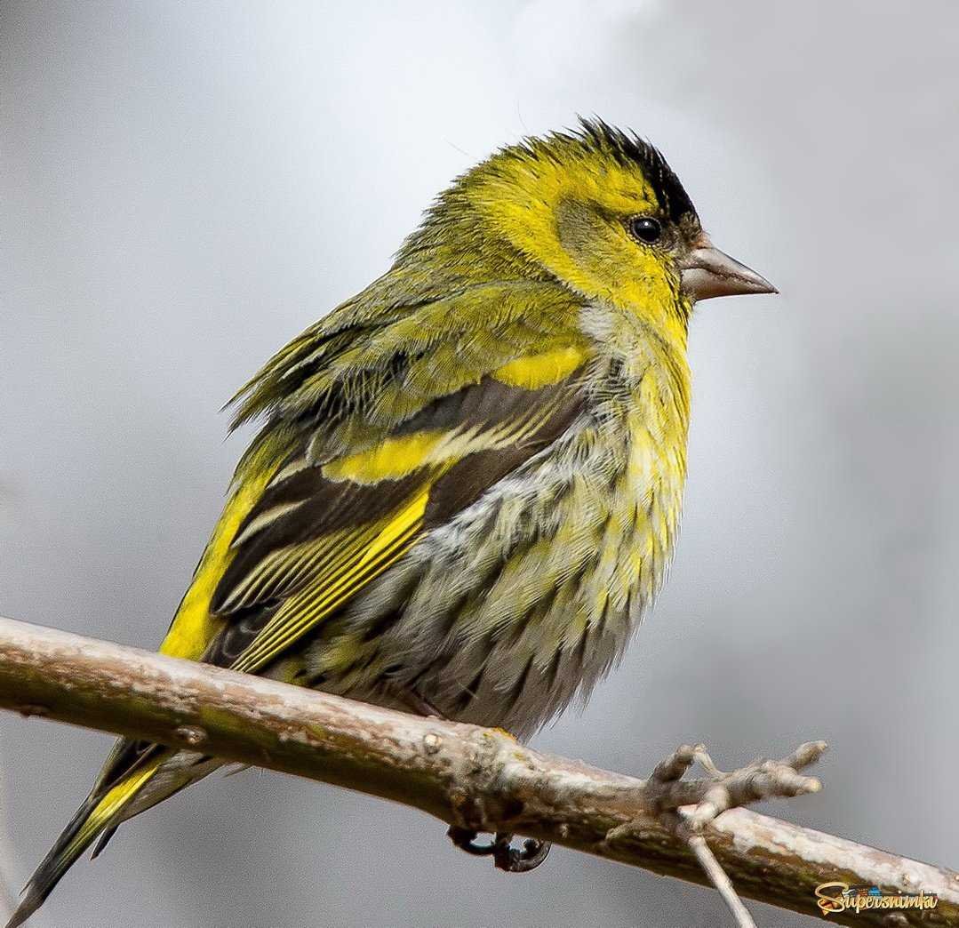 Желтенькая птичка Чиж