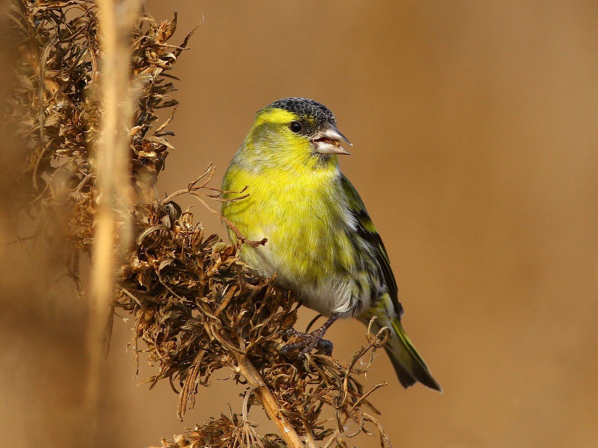 Картинки для раскрашивания зимующие птицы