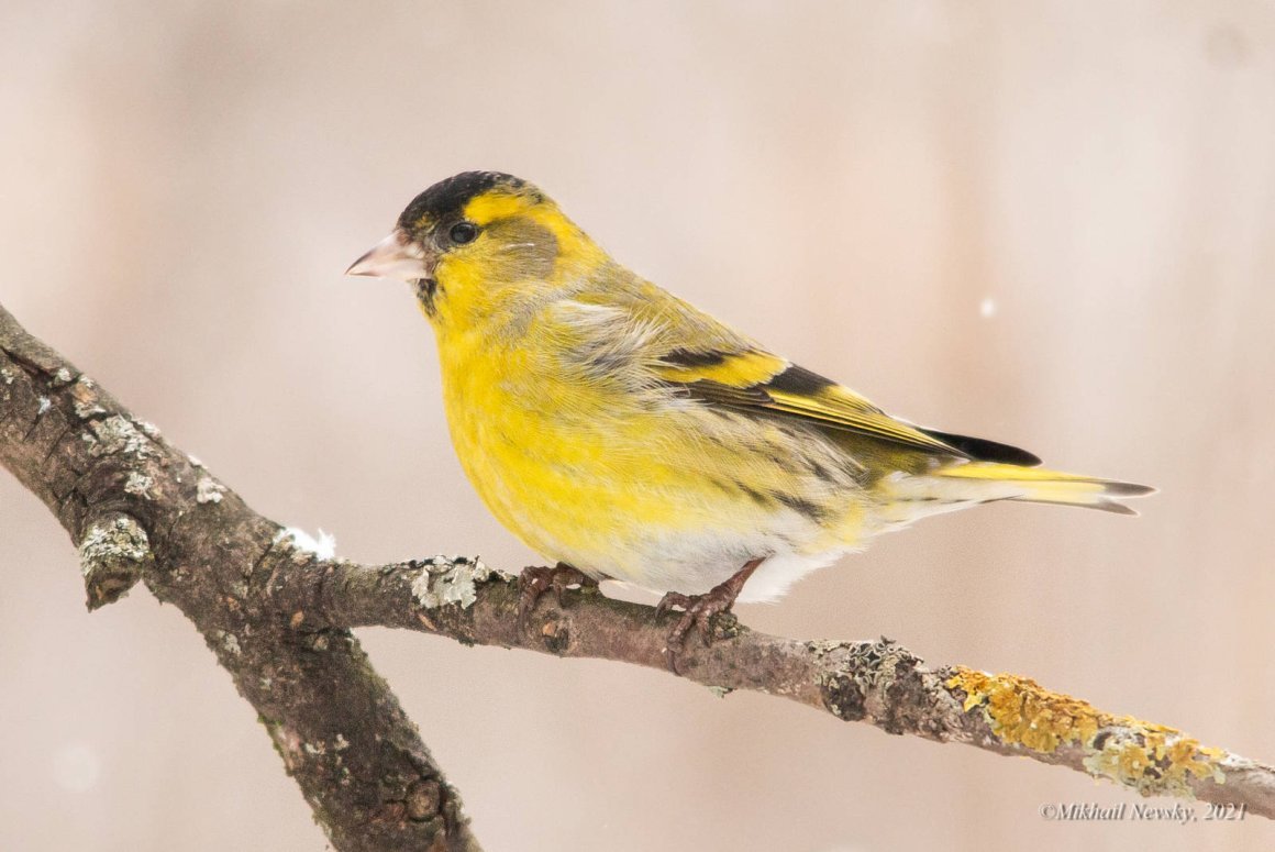 Чиж группа сейчас