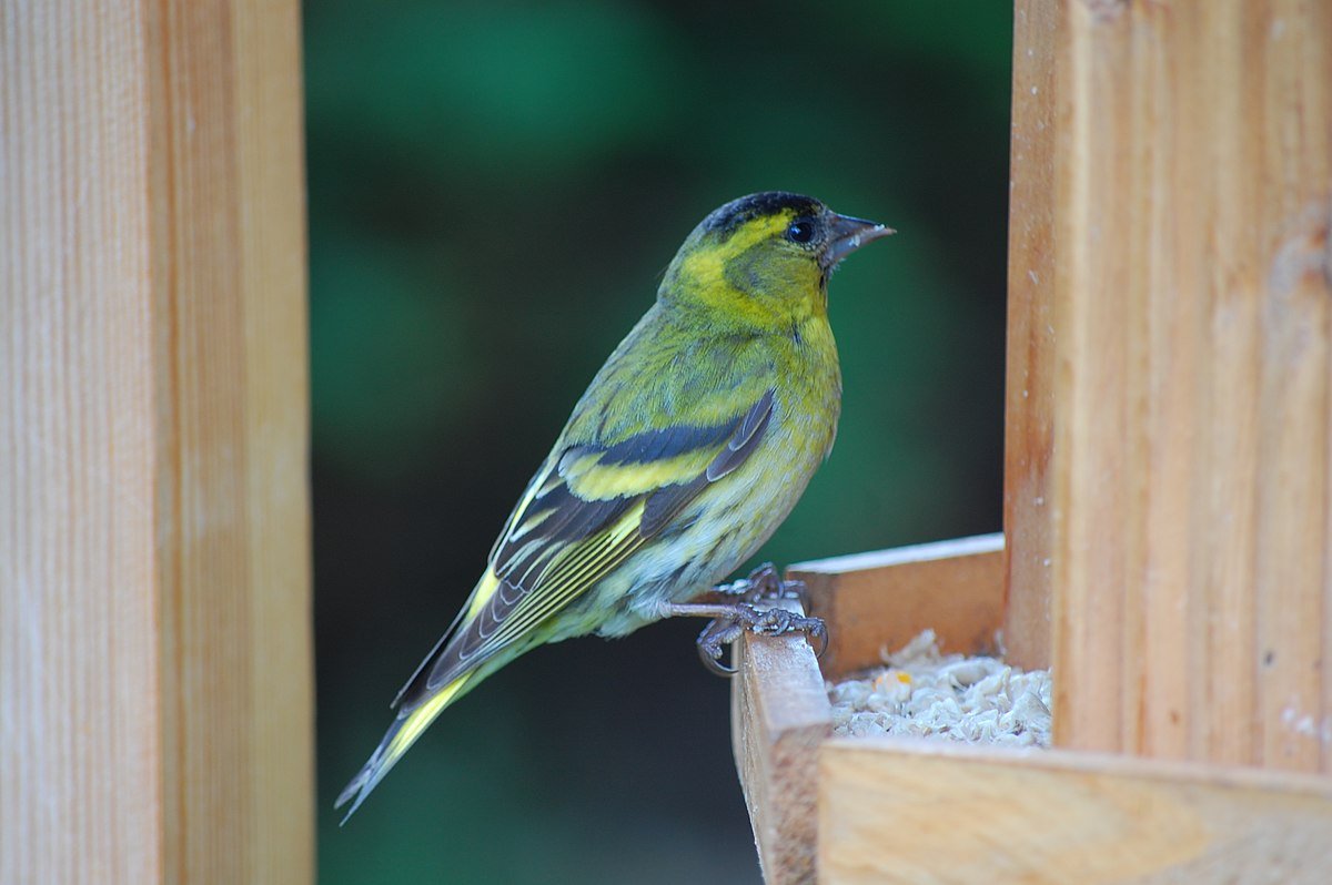 Чиж & co Марина Шалагаева