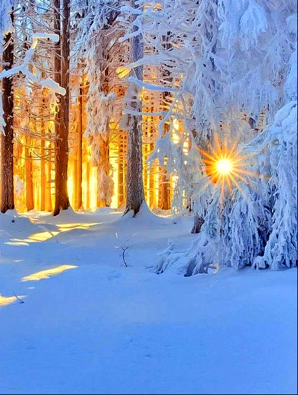 Солнечный зимний день