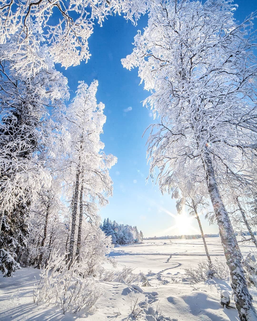 Зима лес солнце