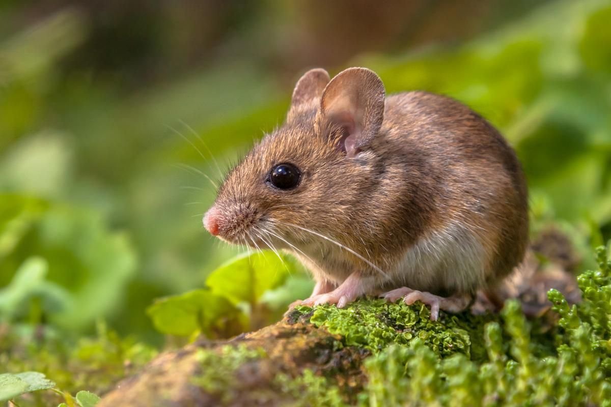 Зелёная мышь животное