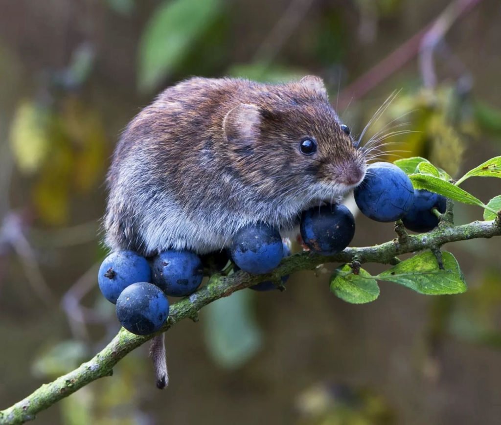 Мышка Соня полёвка