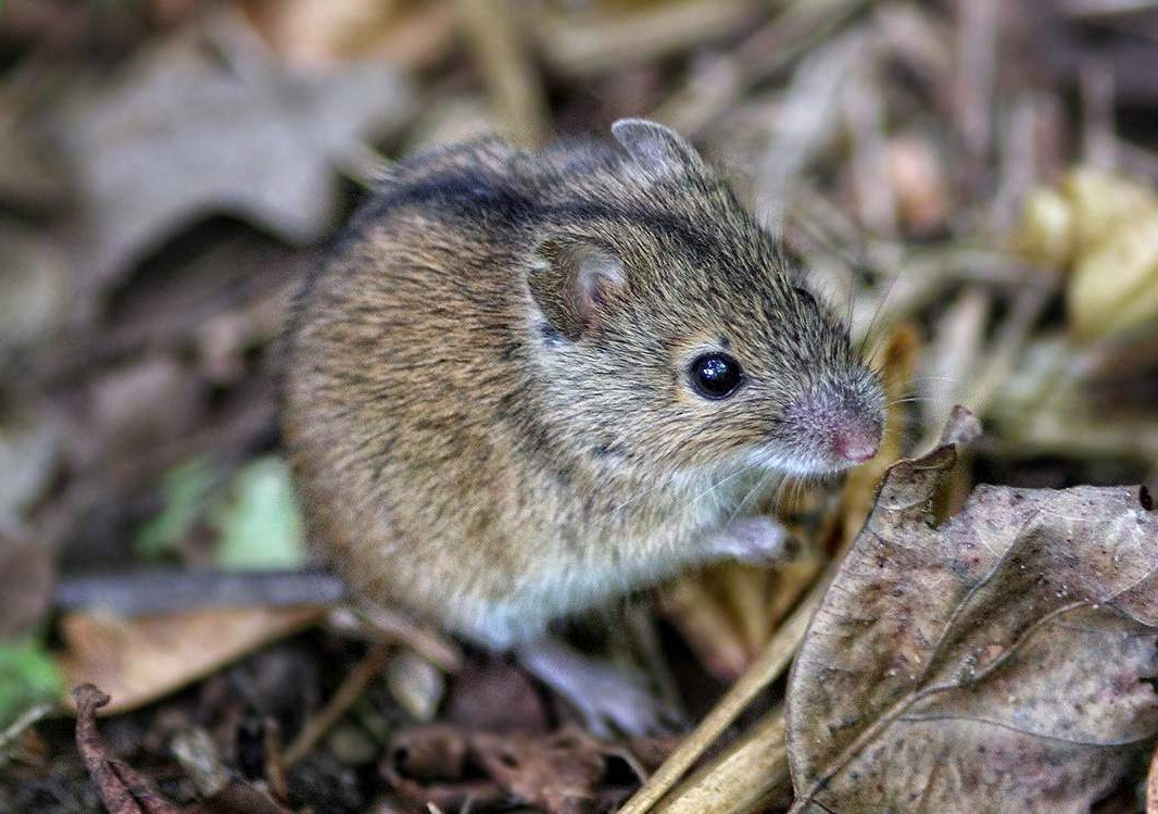 Мышка в лесу