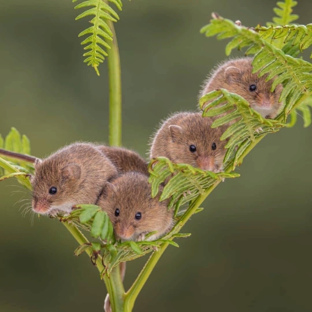 Мышь Малютка