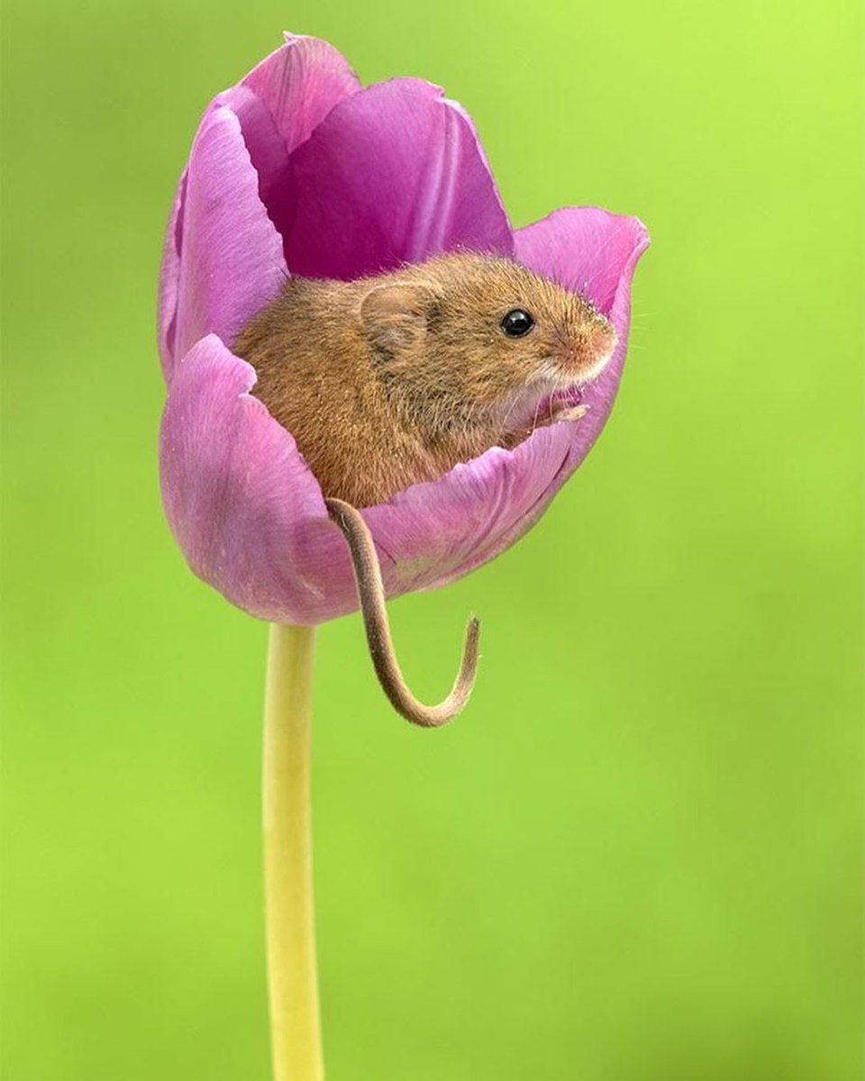 Лесная мышовка