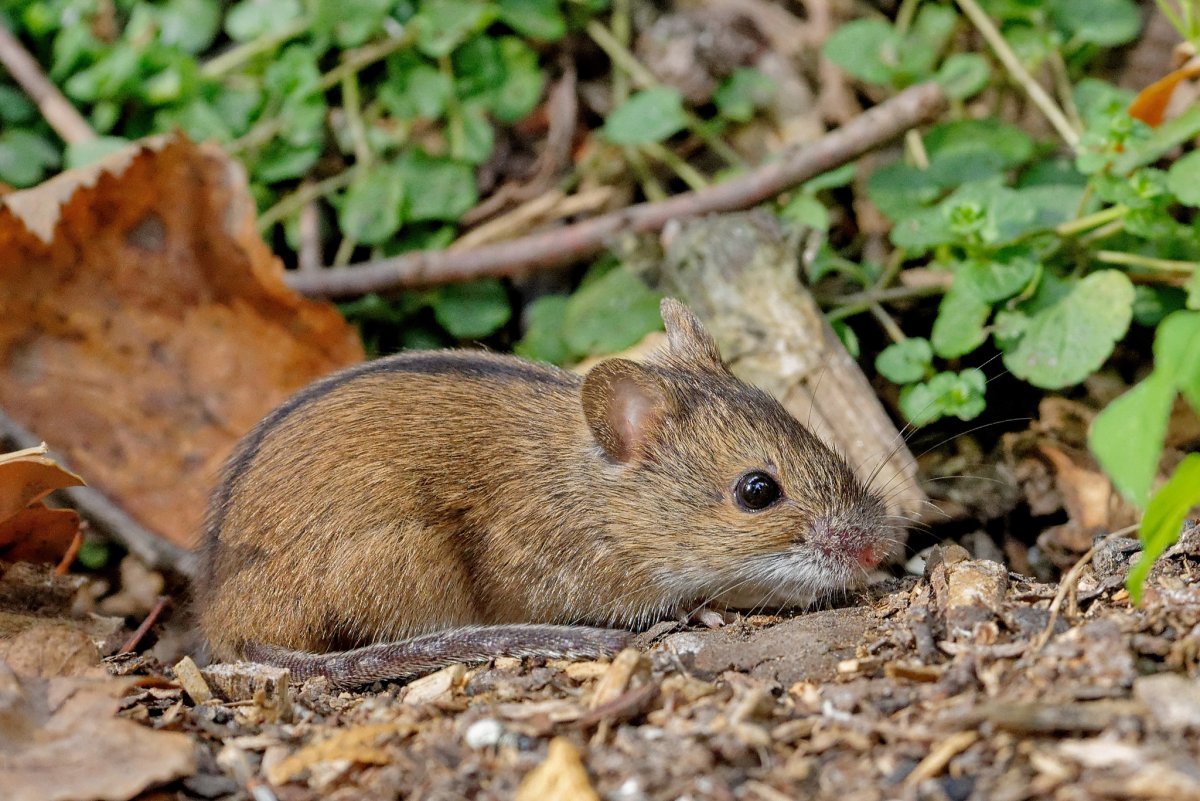 Полевка в цветке