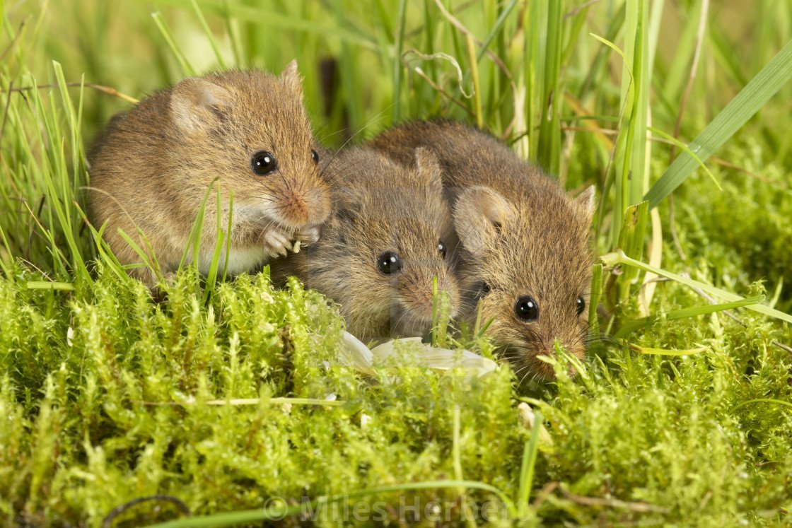 Полевая мышь полевка