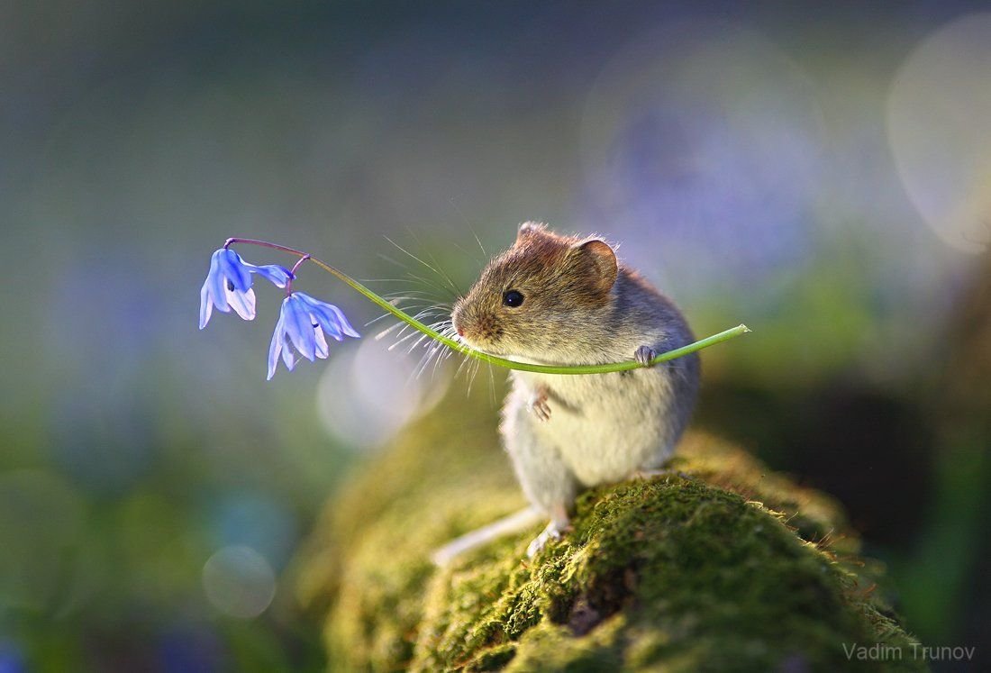 Мышь Малютка полевка
