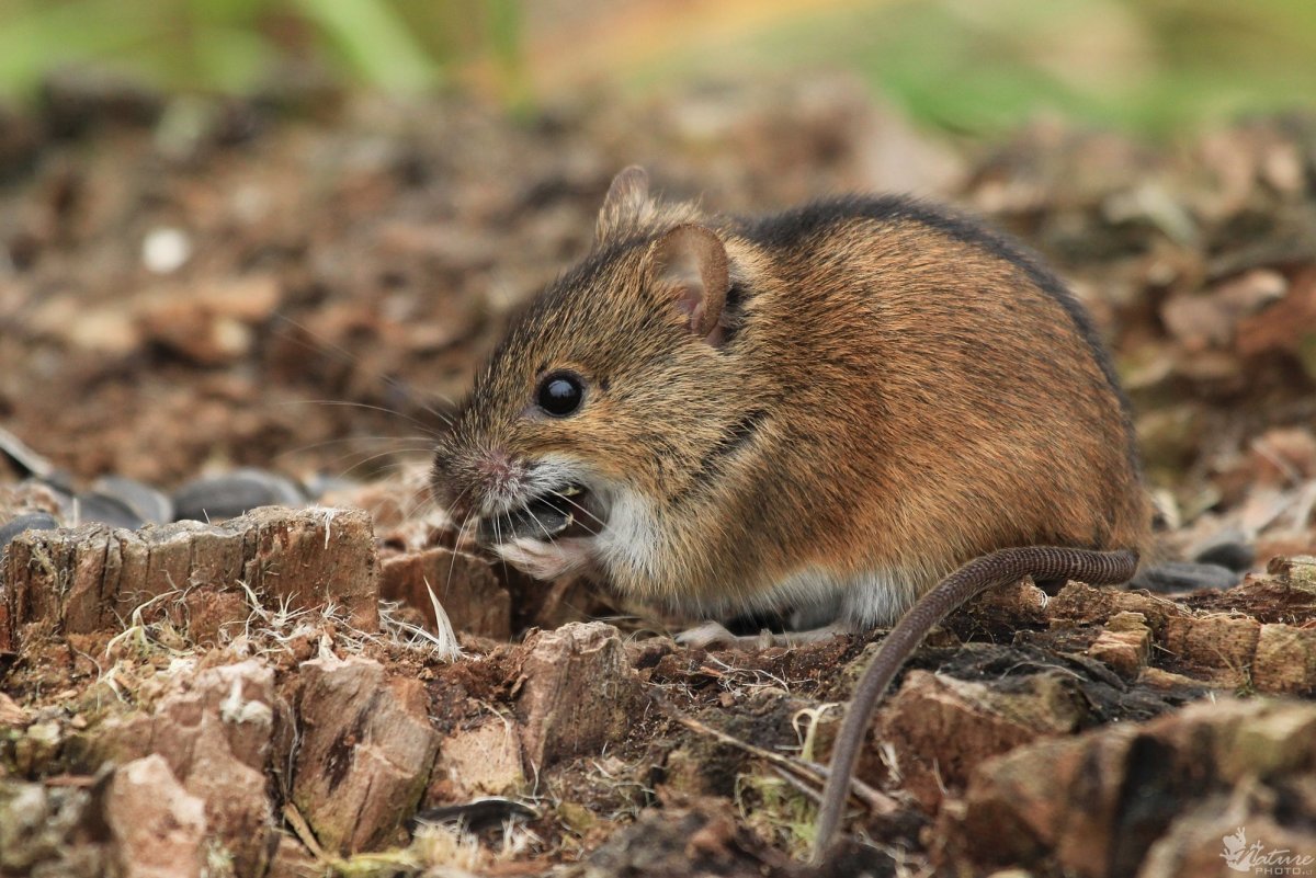 Мышка полевка