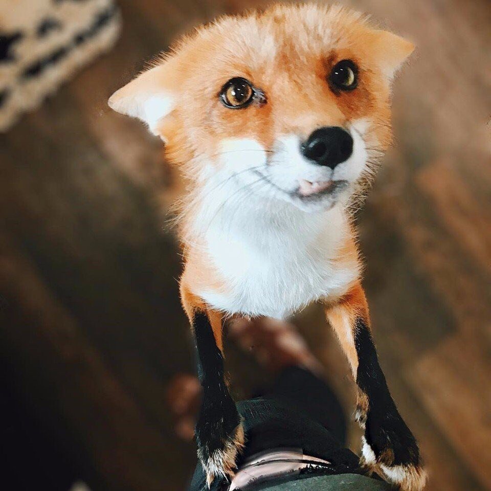 Смешная лиса