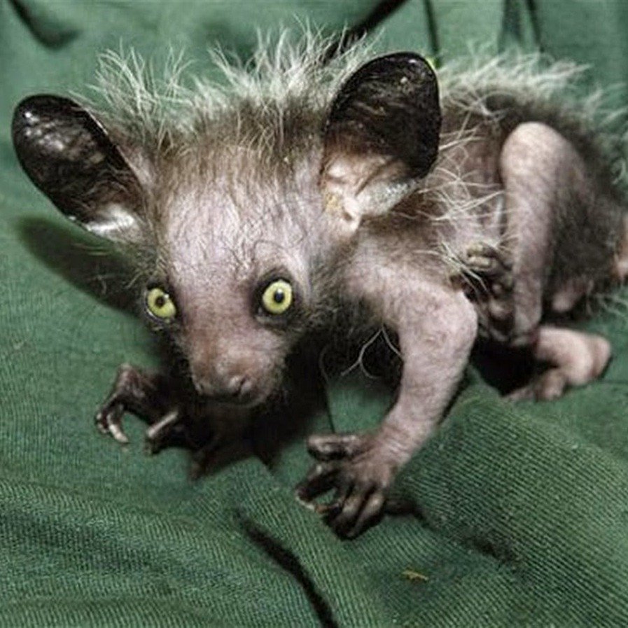 Мадагаскарская руконожка жуть