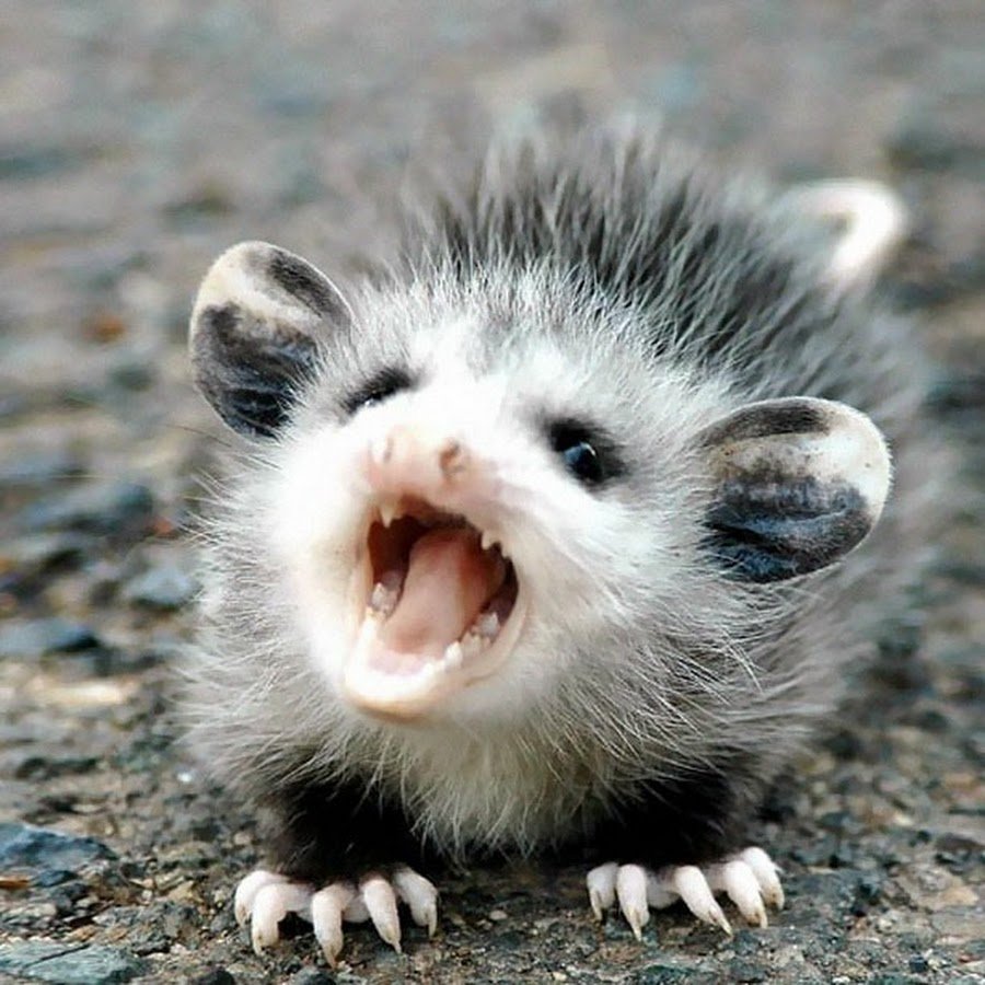 Мадагаскарская руконожка