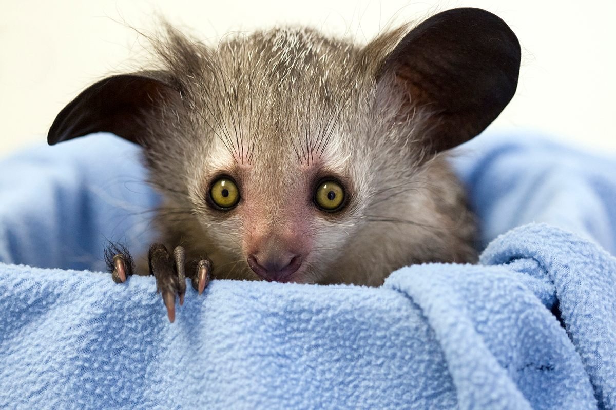 Мускусная крыса чучундра