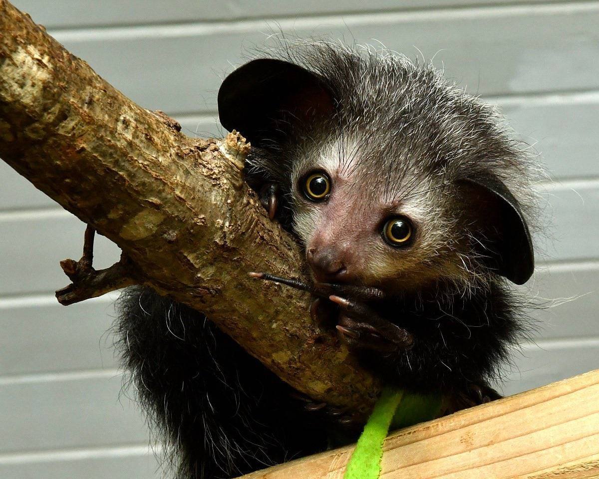 Мадагаскарская руконожка