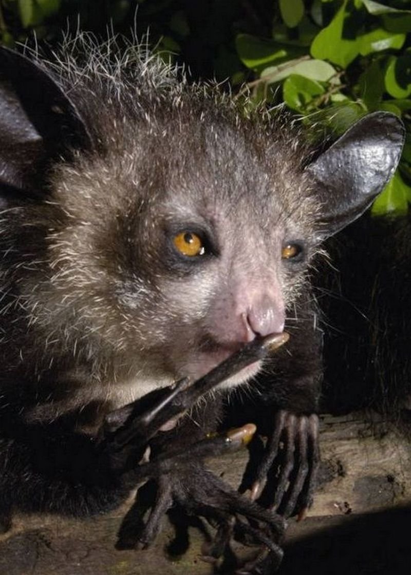 Чундра чучундра картинки