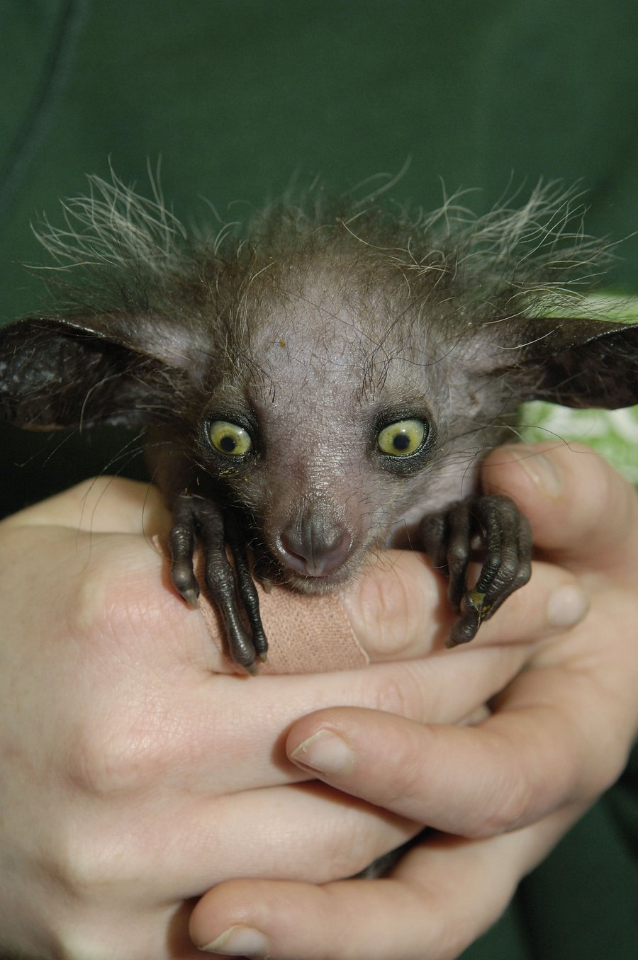 Мадагаскарская руконожка полуобезьяна