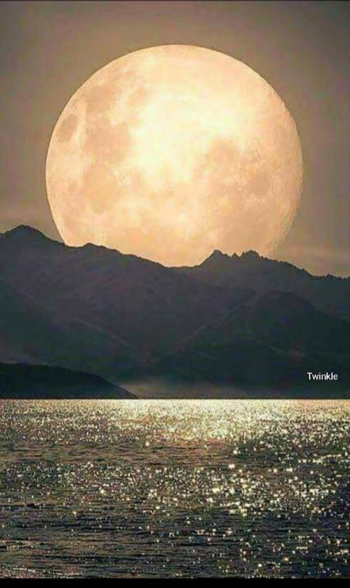 Ночной лес с луной