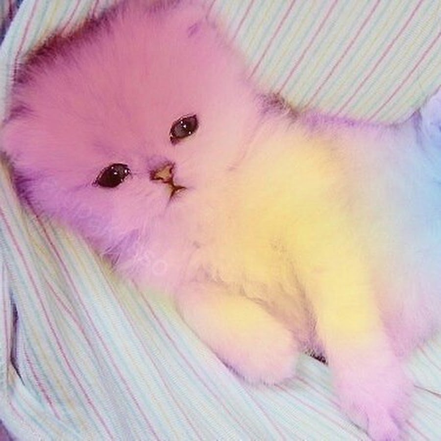 Сохры котят милых очень при очень