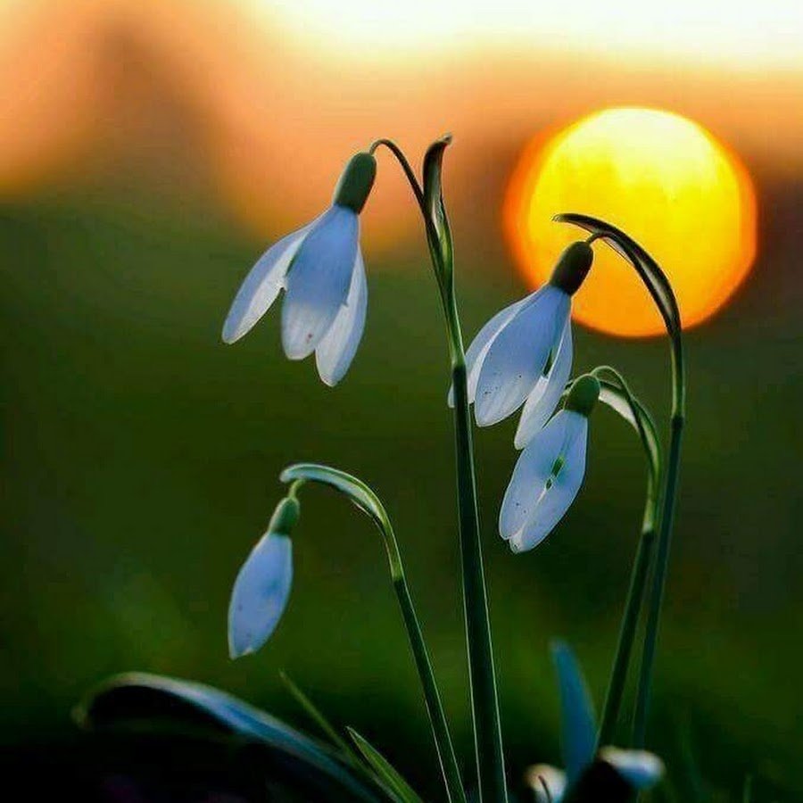 Весенние цветы