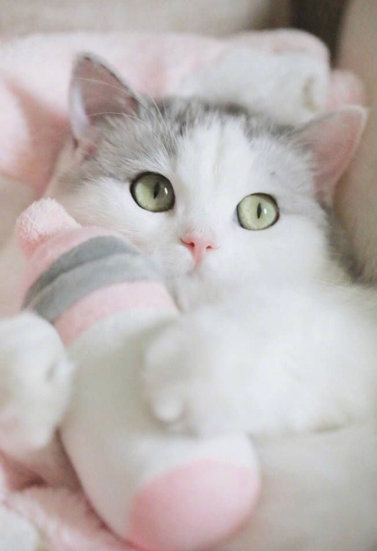 Няшные котята