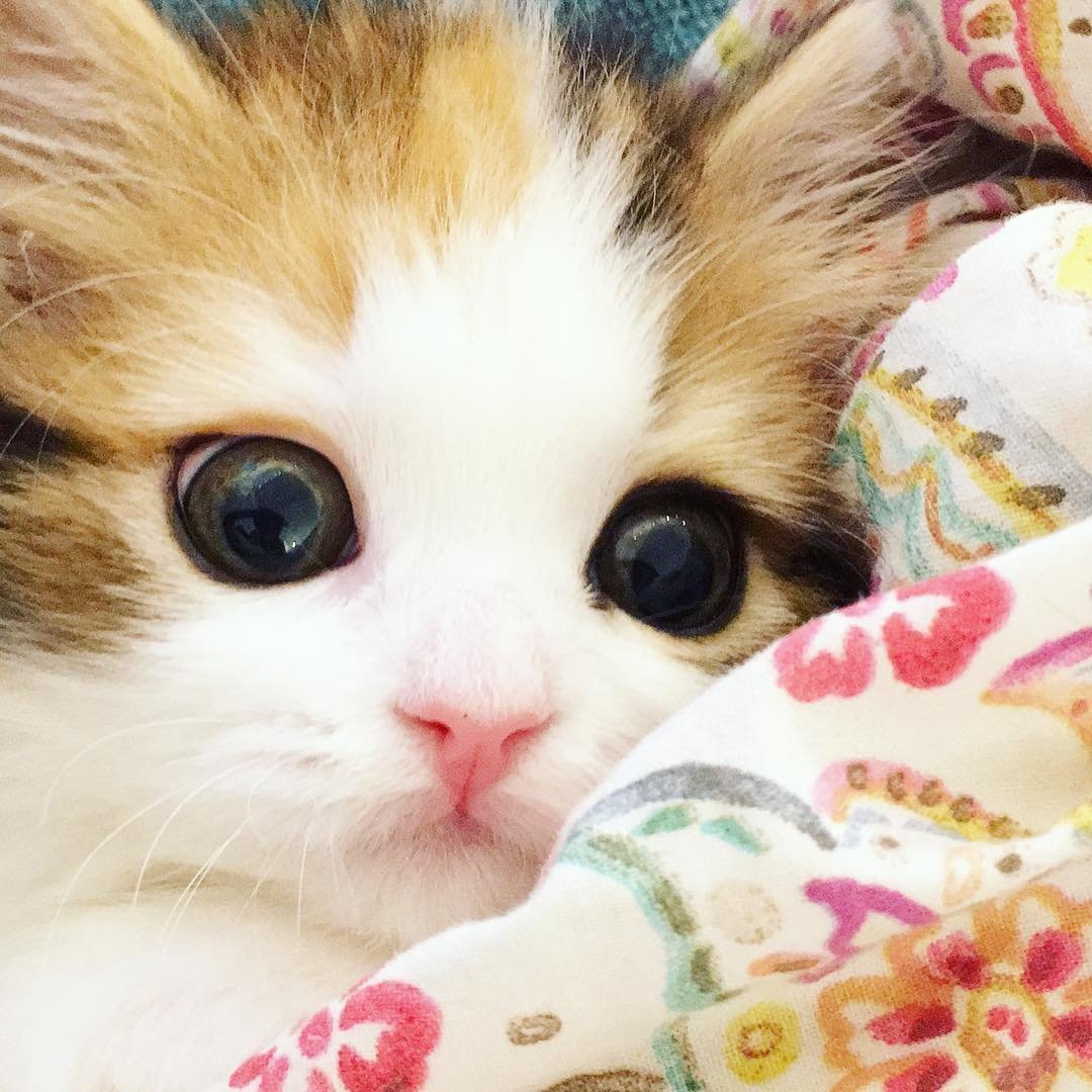 Милые котики