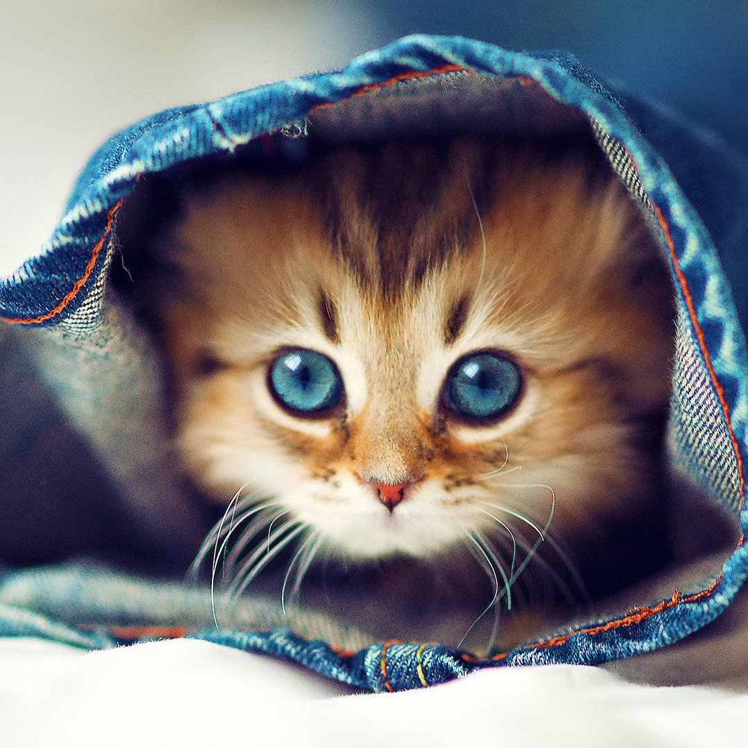 Милые котики