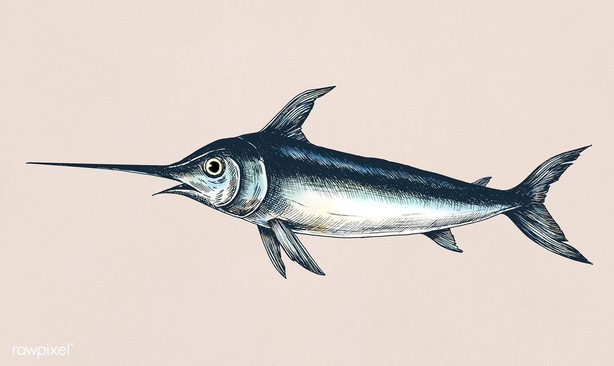 Рыба меч рисунок