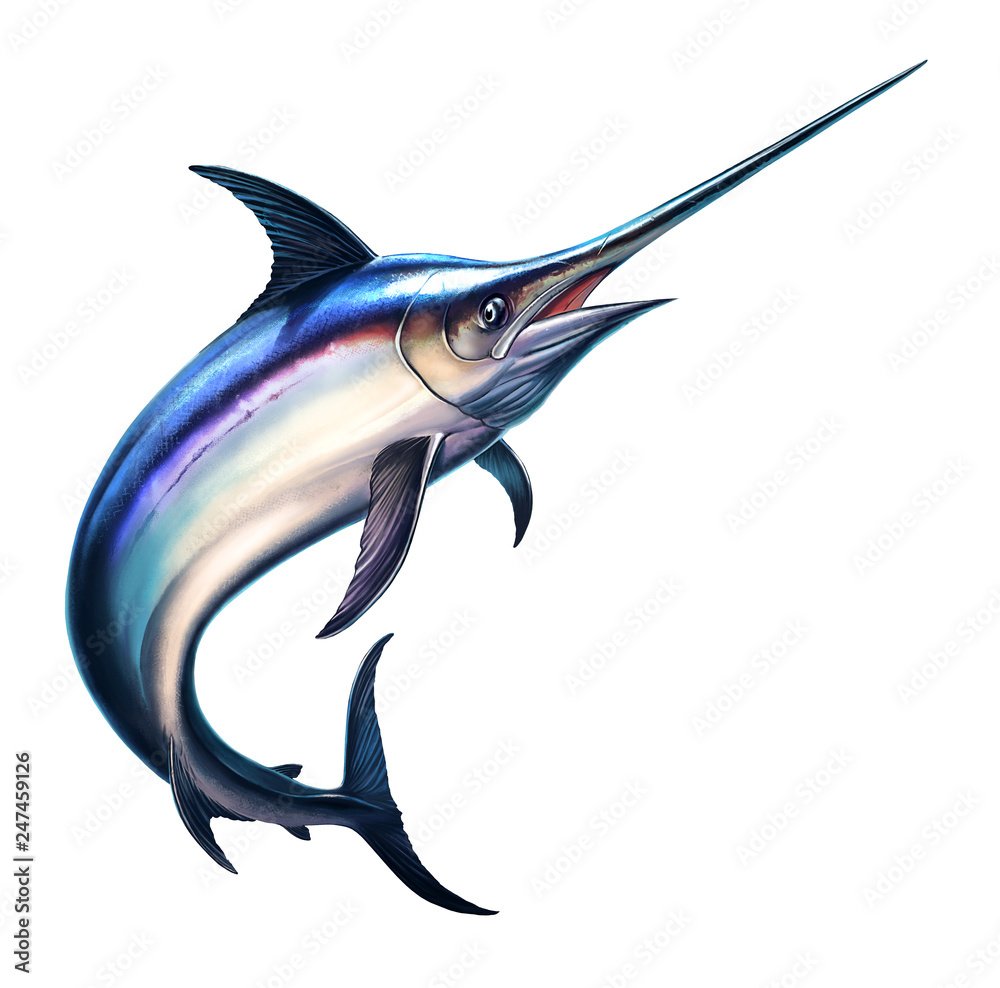 Рыба меч на белом фоне