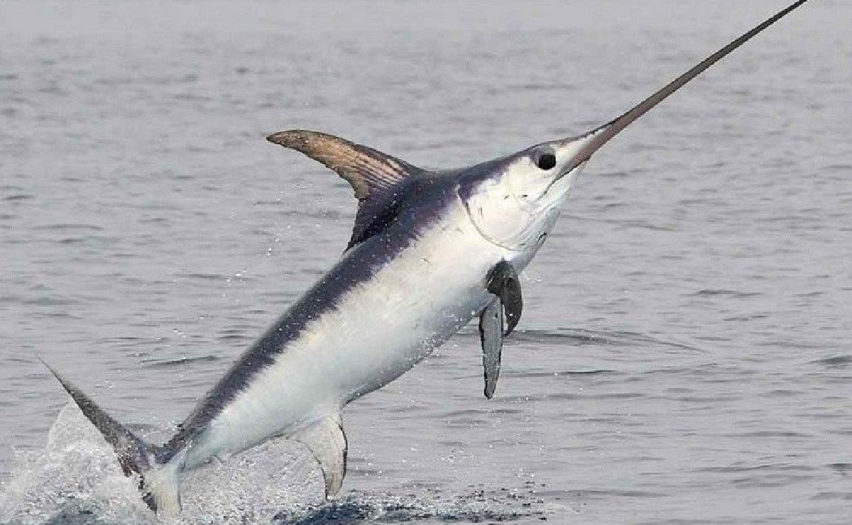 Рыба меч из мультика