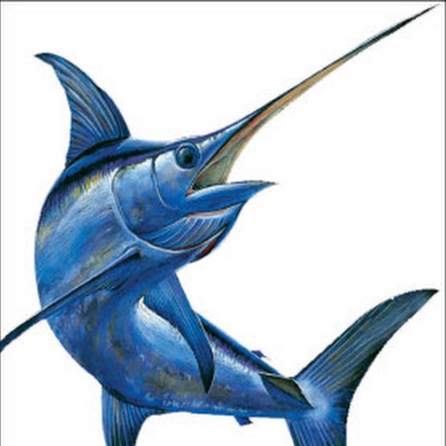 Рыба парусник на белом фоне