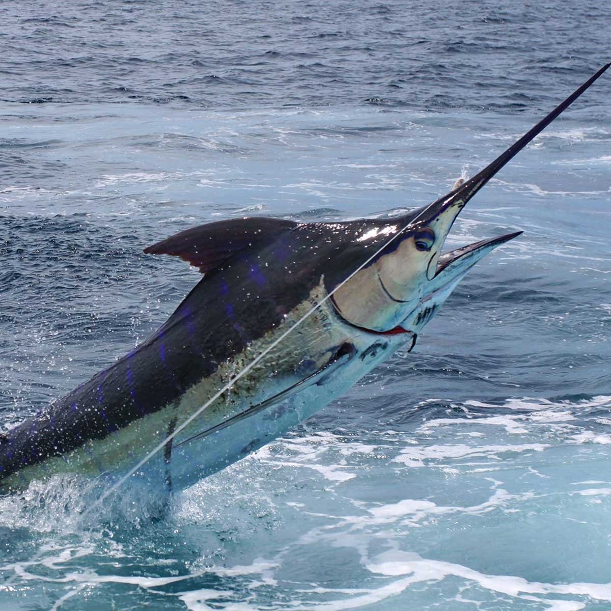 Рыба меч картинка для детей