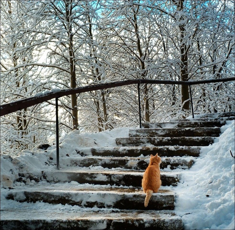 Снег на ступеньках