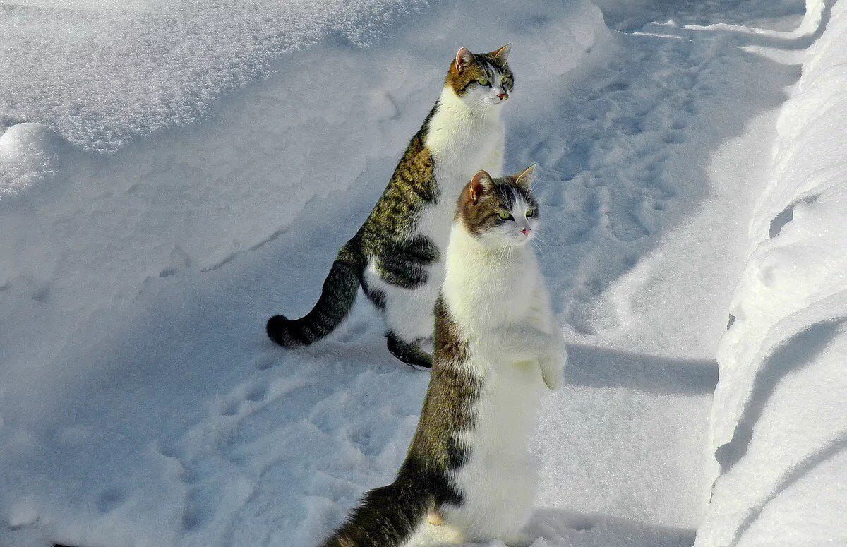 Весна не за горами