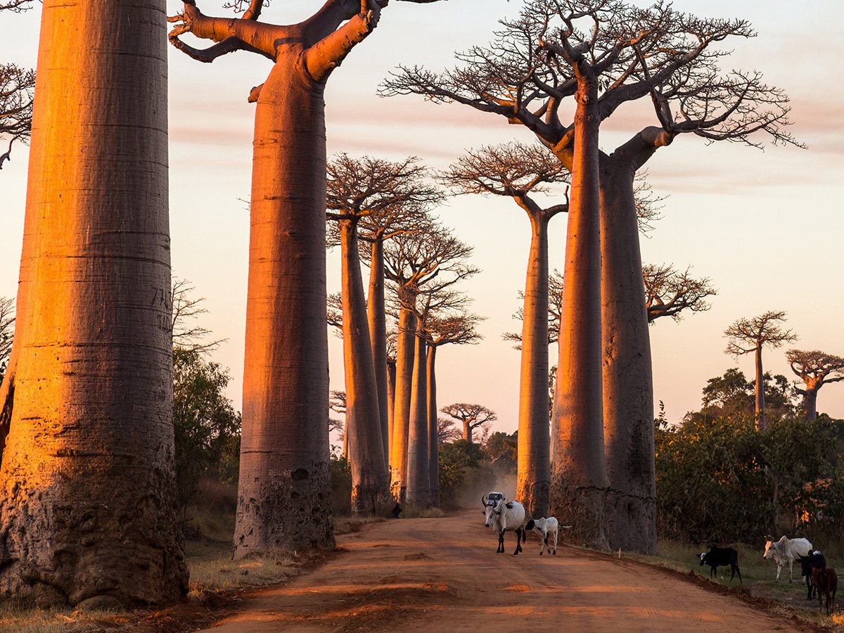 Мадагаскар деревья баобабы