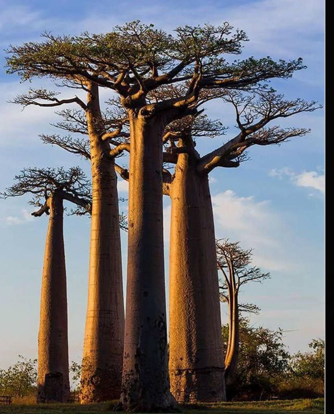 Баобаб в Африке