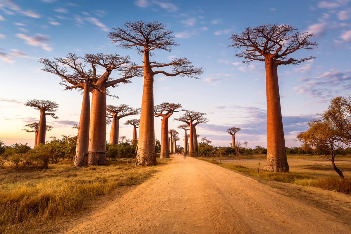 Дерево в Африке баобаб