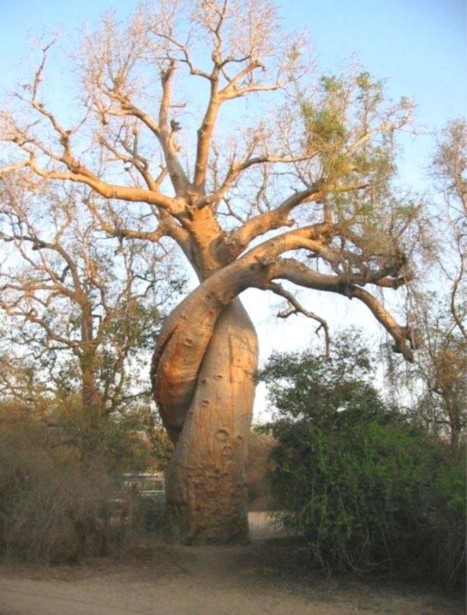 Баобаб дерево корневая система