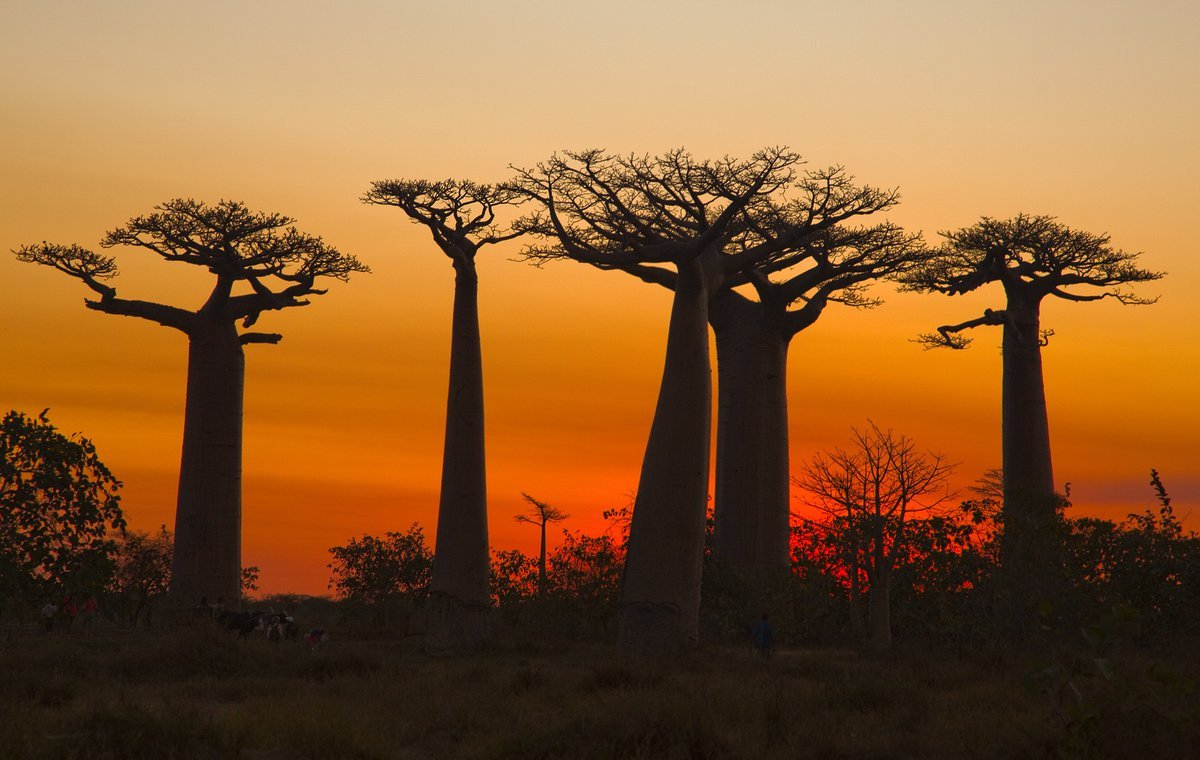 Баобабов острова Мадагаскар